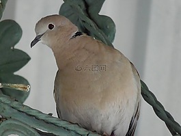 ave,動物,帕洛馬