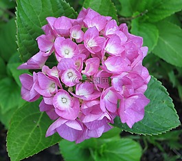 八仙花,開花,紫