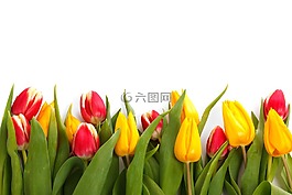 背景,盛開,邊境