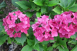 绣球,鲜花,粉红色