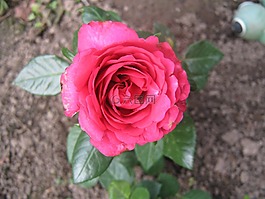 玫瑰,粉紅色,花