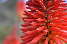 花,哥倫比亞,紅色