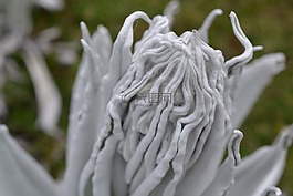 espeletia,廠,花