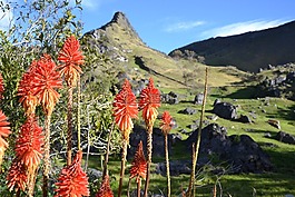 哥倫比亞,elcocuy,山