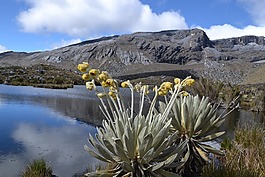 哥倫比亞,國家公園,elcocuy