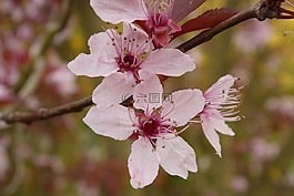 櫻花,鮮花,粉紅色