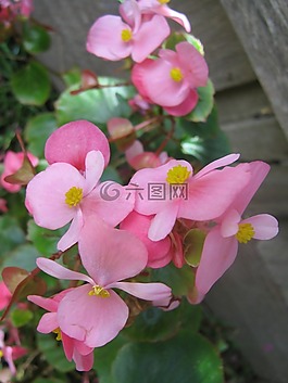 海棠,花,粉紅色