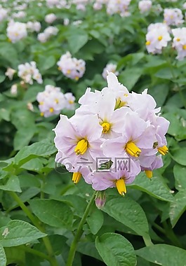 花,马铃薯,原野