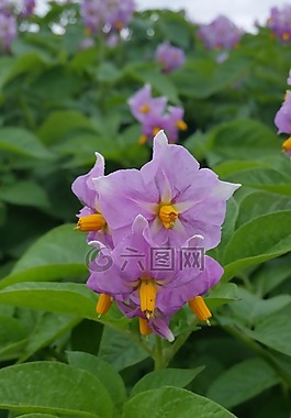 花,马铃薯,原野