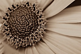 花,宏,春