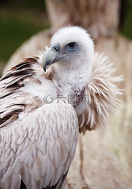 動(dòng)物,鳥(niǎo)嘴,鳥(niǎo)