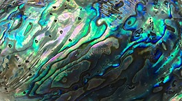 殼,外殼,海