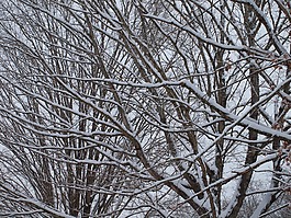 樹,雪,冬天