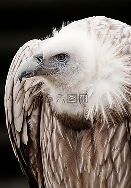 動物,鳥嘴,鳥