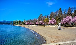 海灘,春,海岸
