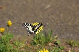 蝴蝶,花卉,bug