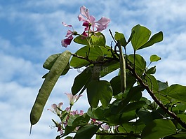 廠,植被,熱帶