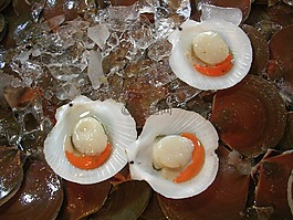 貝類,冰,新鮮