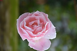 花,粉色,顏色粉色