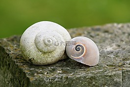 蝸牛,殼,對