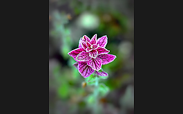 紫色,花卉,春天