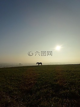 動(dòng)物,這匹馬,草甸