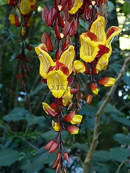 開花,花,熱帶