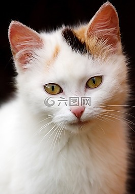 動物,貓,可愛