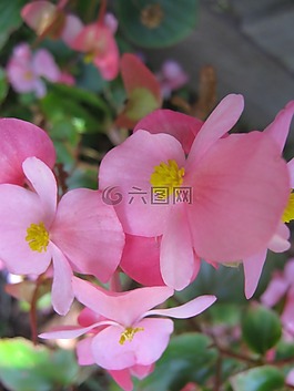 海棠,花,花的