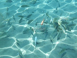 水下,魚,自然