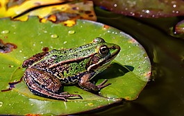 青蛙,性質(zhì),動物