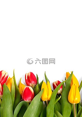 背景,盛開,邊境