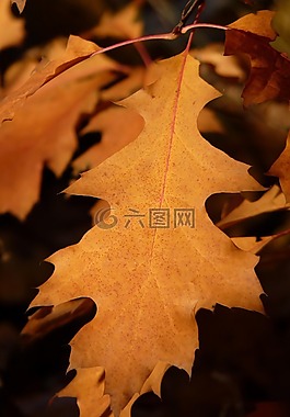 楓葉,葉子,秋季