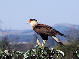 鳥,鷹,猛禽