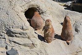 動(dòng)物園,獴,蒂爾加滕