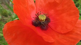 罌粟,klatschmohn,罌粟花