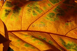 葉子,背光,光