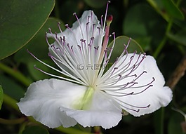 kapernbluete,开花,花