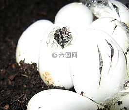 蛇,雞蛋,爬行動(dòng)物