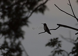 蜂鳥,鳥,坐