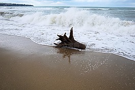 海,木,海灘