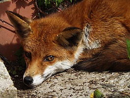 ?？怂?動物,野生動物