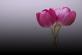 春,郁金香,植物区系
