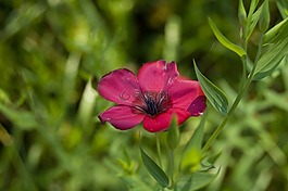 粉紅色,花,開花