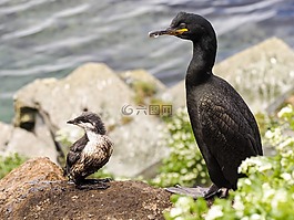 鳥,小雞,性質(zhì)