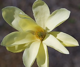 花,白,creamish