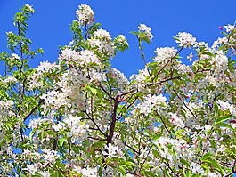 春,花,鮮花