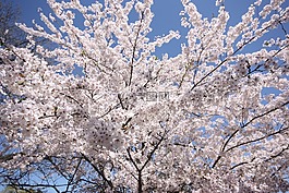 樱桃,开花,隐藏公园