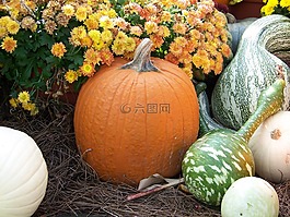 南瓜,瓜,鮮花