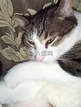 貓,睡眠,床